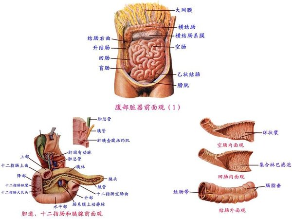 2-7-1_消化系統_4.JPG