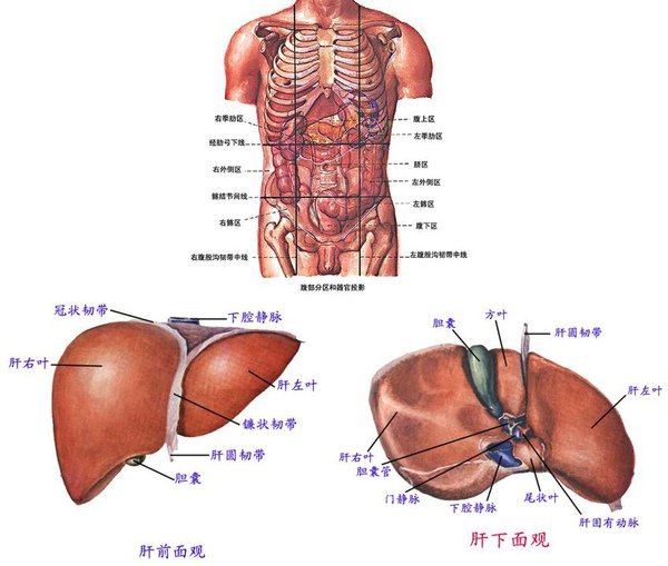 2-7-2_消化腺_1.JPG