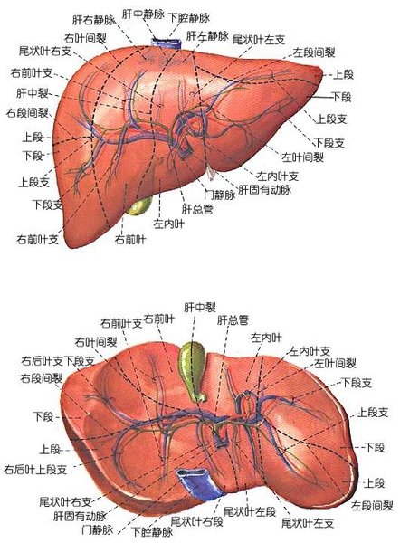 2-7-2_消化腺_2.JPG