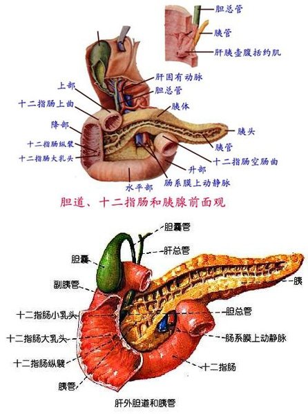 2-7-2_消化腺_3.JPG