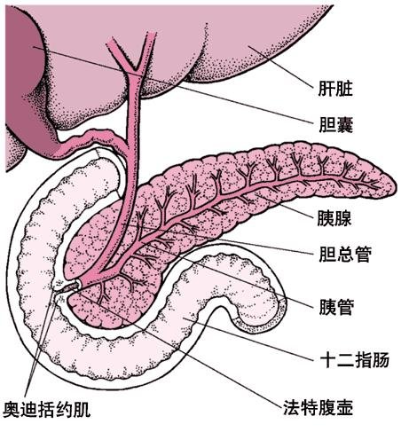 99~消化系統生物學~05.JPG