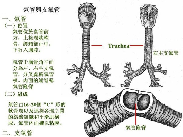 14_氣管與支氣管.JPG