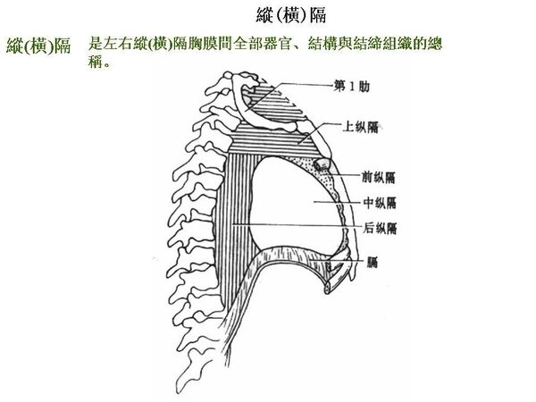 17_第六節   縱(橫)隔.JPG