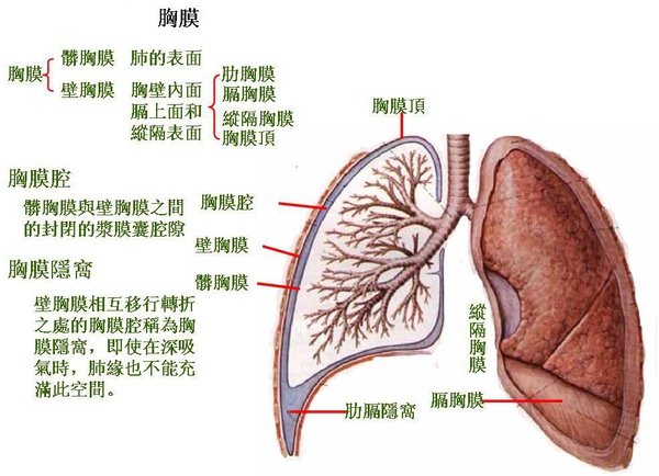 16_第五節   胸膜.JPG