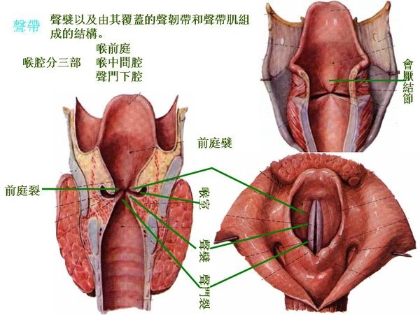 12_聲帶.JPG