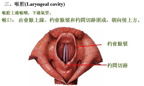 11_喉腔.JPG