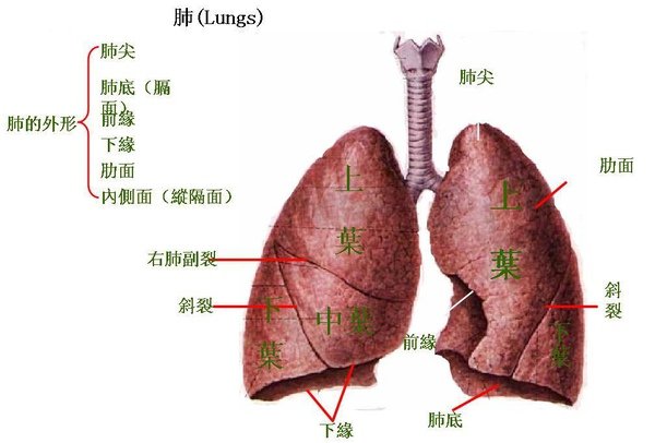 15_肺.JPG