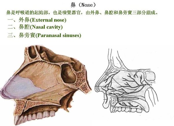 02_鼻.JPG