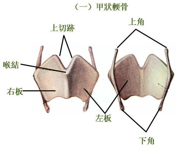 05_喉_甲狀輭骨.JPG