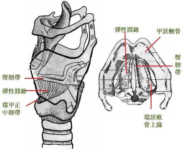 09_喉_喉的連結.JPG