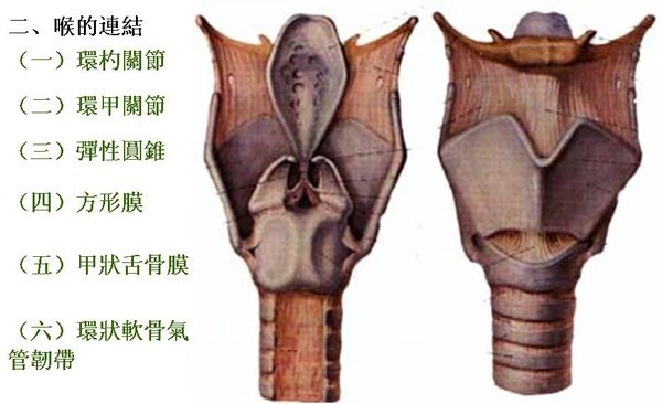 08_喉_喉的連結.JPG