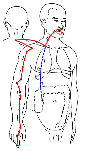 02_手陽明大腸經