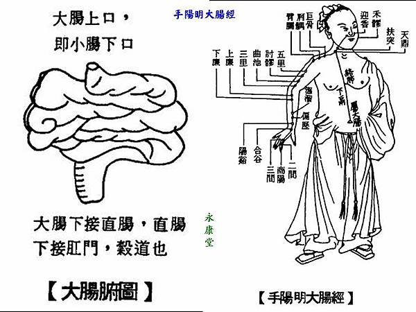 手陽明經穴