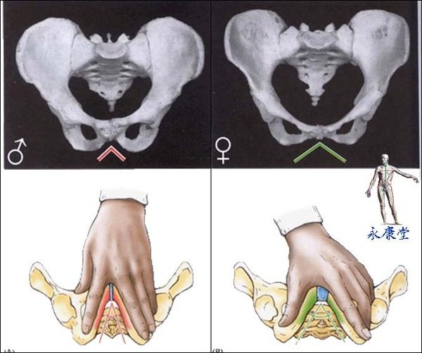 骨盆_男&amp;女.JPG