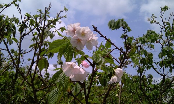 IMAG0557.jpg