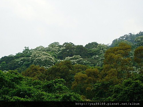 土城承天賞螢步道03.jpg