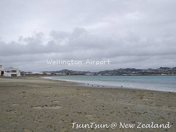 Wellington06