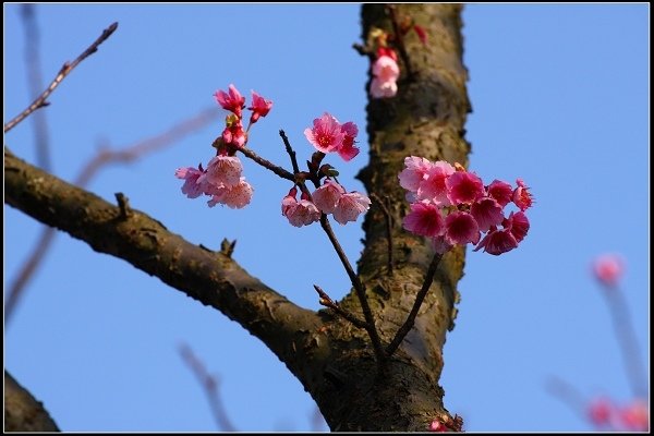 2017.01.22 櫻花‧平菁街42巷