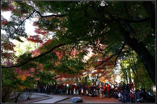 2016.11.20 福壽山賞楓