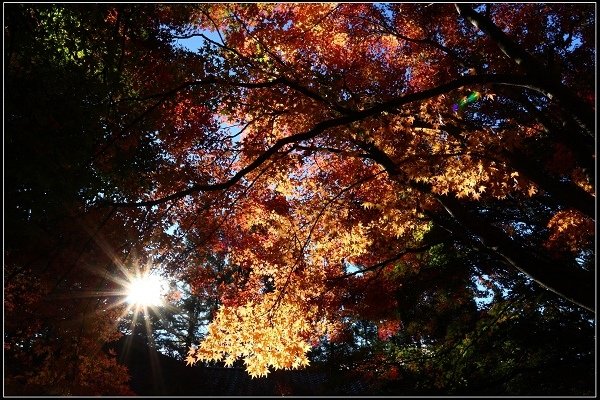 2016.11.20 福壽山賞楓