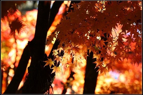 2016.11.20 福壽山賞楓