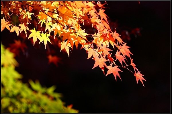 2016.11.20 福壽山賞楓