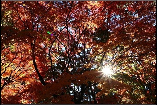 2016.11.20 福壽山賞楓