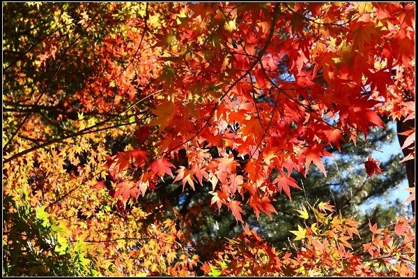 2016.11.20 福壽山賞楓
