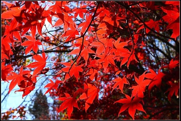 2016.11.20 福壽山賞楓
