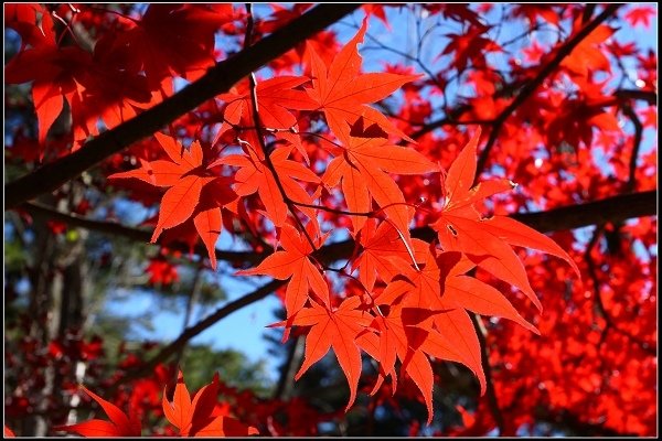 2016.11.20 福壽山賞楓