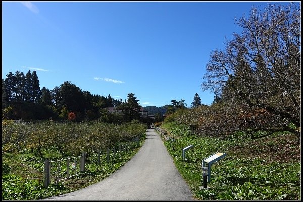 2016.11.20 福壽山賞楓