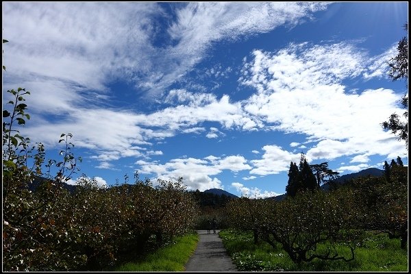2016.11.20 福壽山賞楓