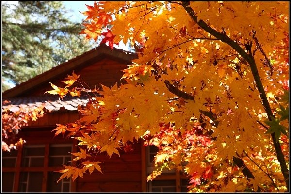 2016.11.20 福壽山賞楓