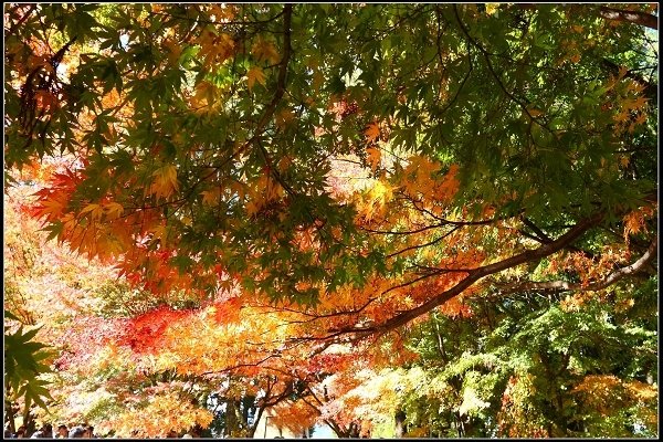 2016.11.20 福壽山賞楓