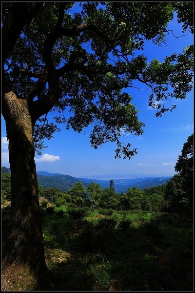 2016.07.30 三峽熊空茶園