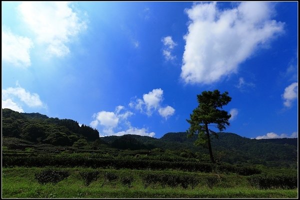2016.07.30 三峽熊空茶園