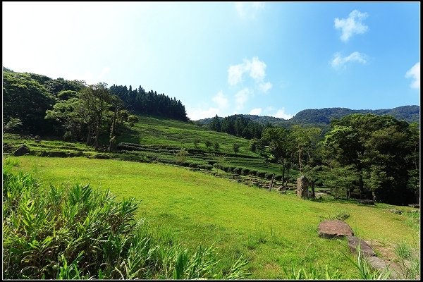 2016.07.30 三峽熊空茶園
