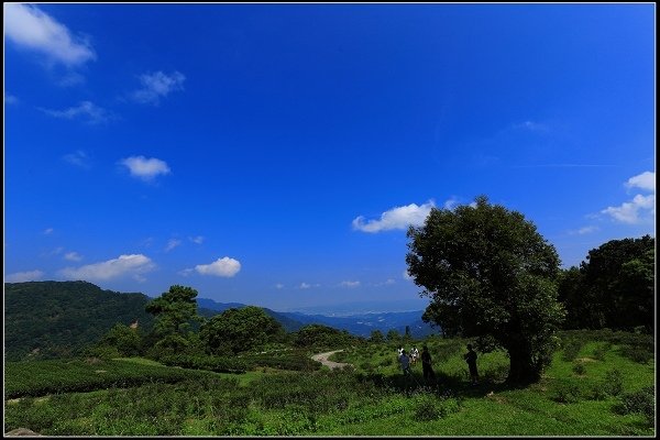2016.07.30 三峽熊空茶園