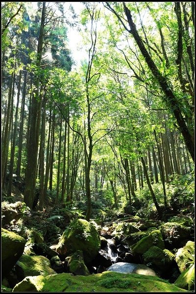 2016.07.30 三峽熊空茶園