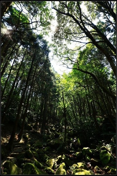 2016.07.30 三峽熊空茶園