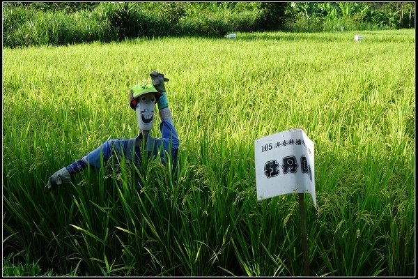 2016.07.04【單車遊記】雙溪騎跡