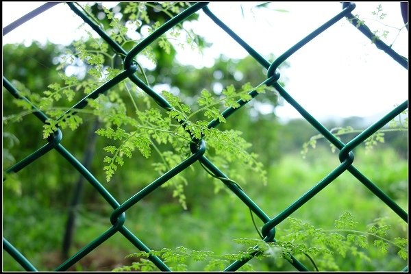 2016.07.02 陽明山‧坪頂水圳步道