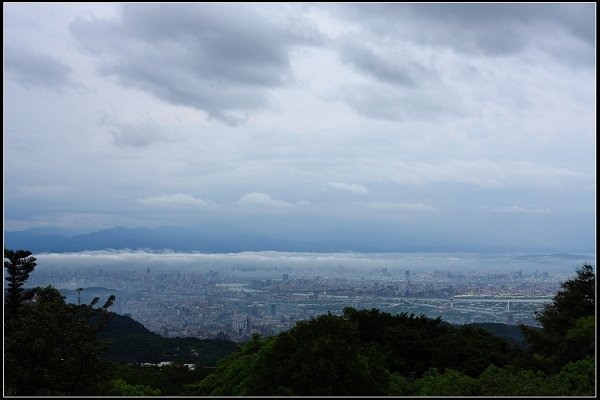 2016.04.18 陽明山 ‧ 頂湖海芋