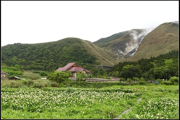 2016.04.18 陽明山 ‧ 頂湖海芋