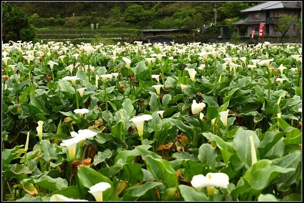2016.04.18 陽明山 ‧ 頂湖海芋
