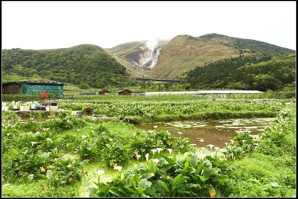 2016.04.18 陽明山 ‧ 頂湖海芋