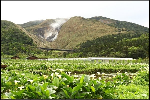 2016.04.18 陽明山 ‧ 頂湖海芋
