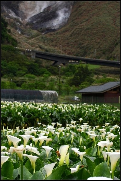 2016.04.18 陽明山 ‧ 頂湖海芋