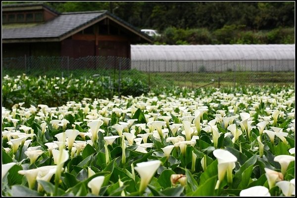 2016.04.18 陽明山 ‧ 頂湖海芋
