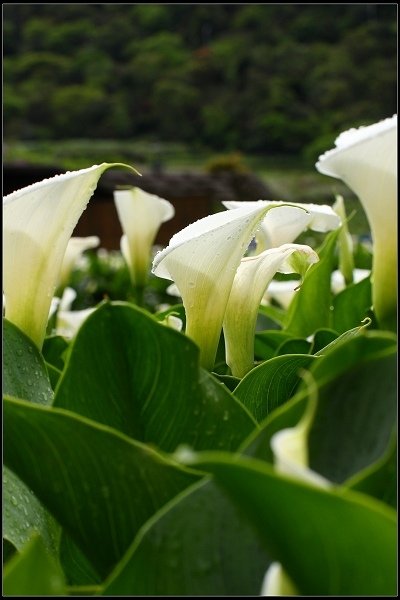 2016.04.18 陽明山 ‧ 頂湖海芋